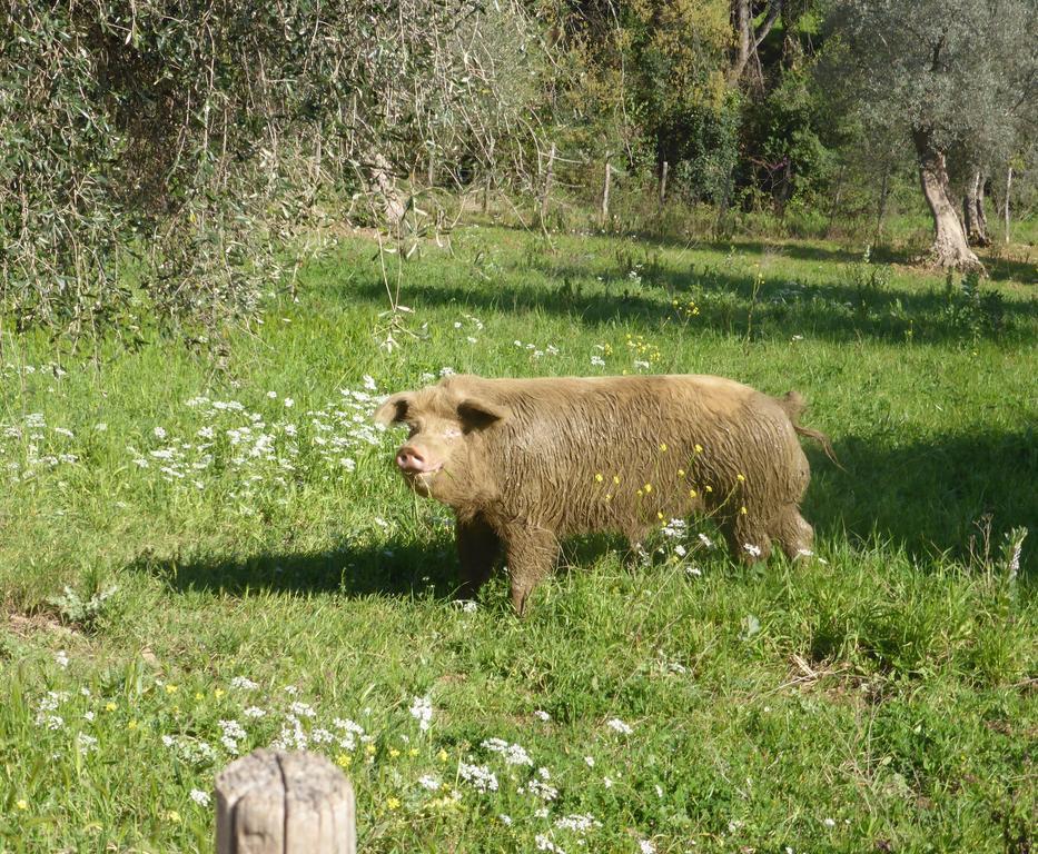 Campospillo Vila Magliano in Toscana Exterior foto